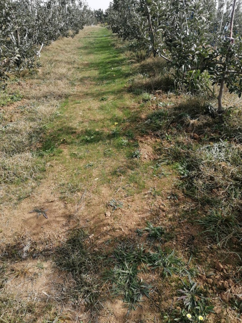 甜红子大金星大棱五要求高质量的来支持视频看货货源质量稳定