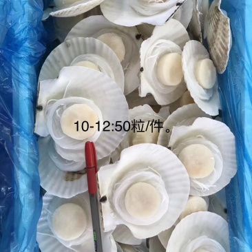 粉丝玉带贝10-12（50只）9-10（80只）