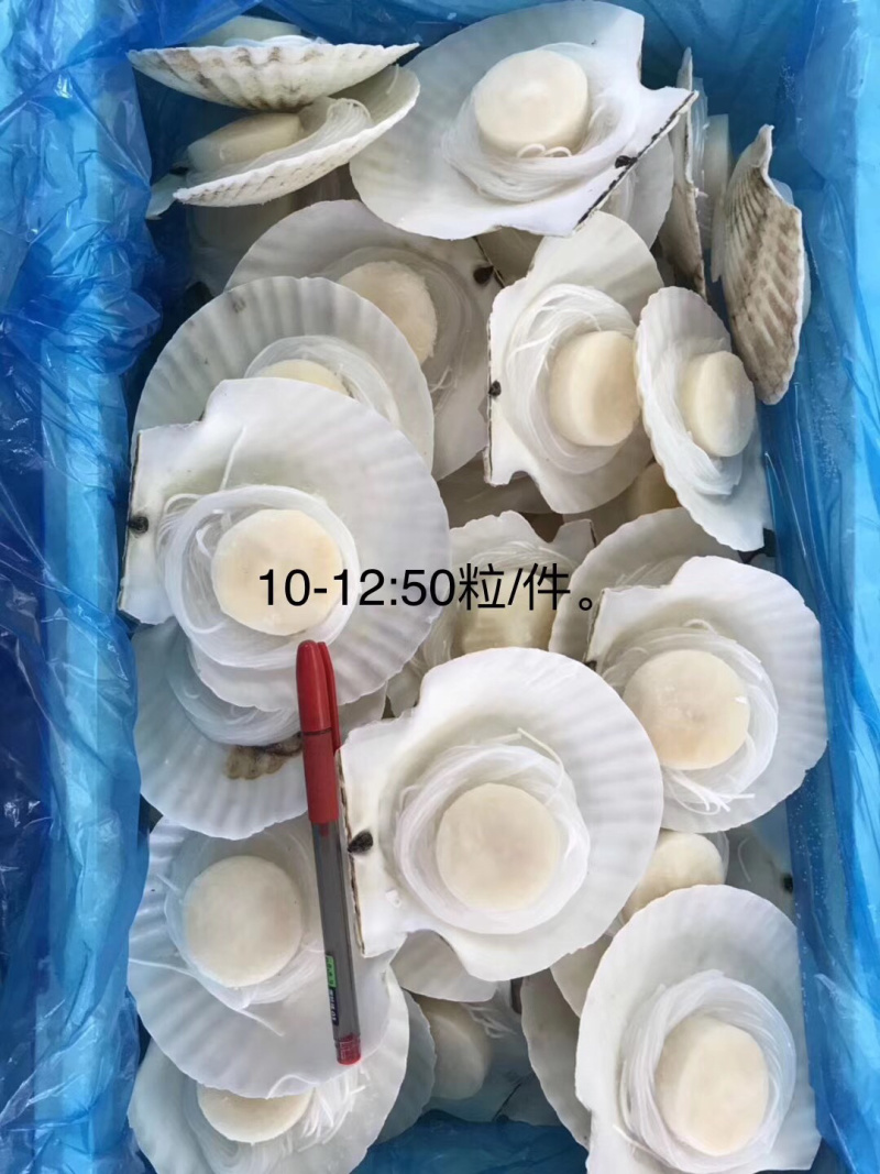 粉丝玉带贝10-12（50只）9-10（80只）