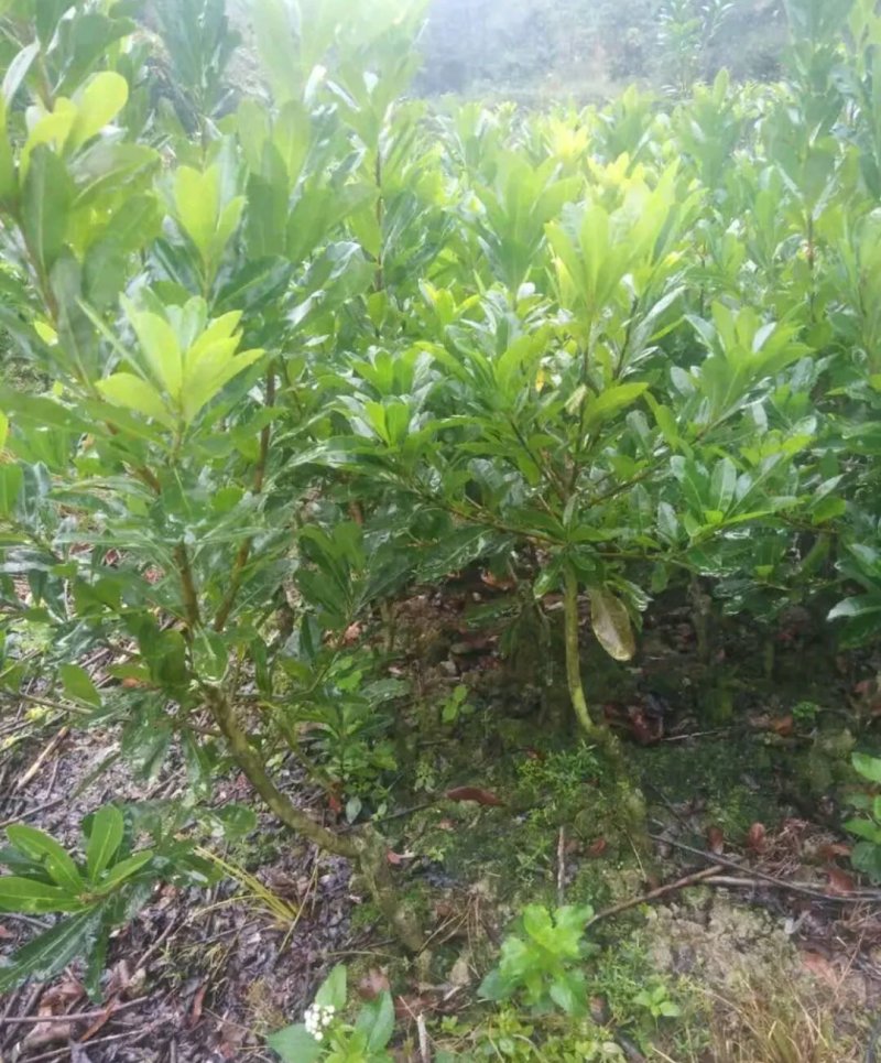 正宗东魁杨梅嫁接苗包正品《速生生长结果快》成活率高