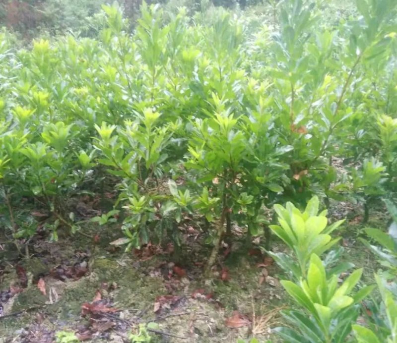 正宗东魁杨梅嫁接苗包正品《速生生长结果快》成活率高