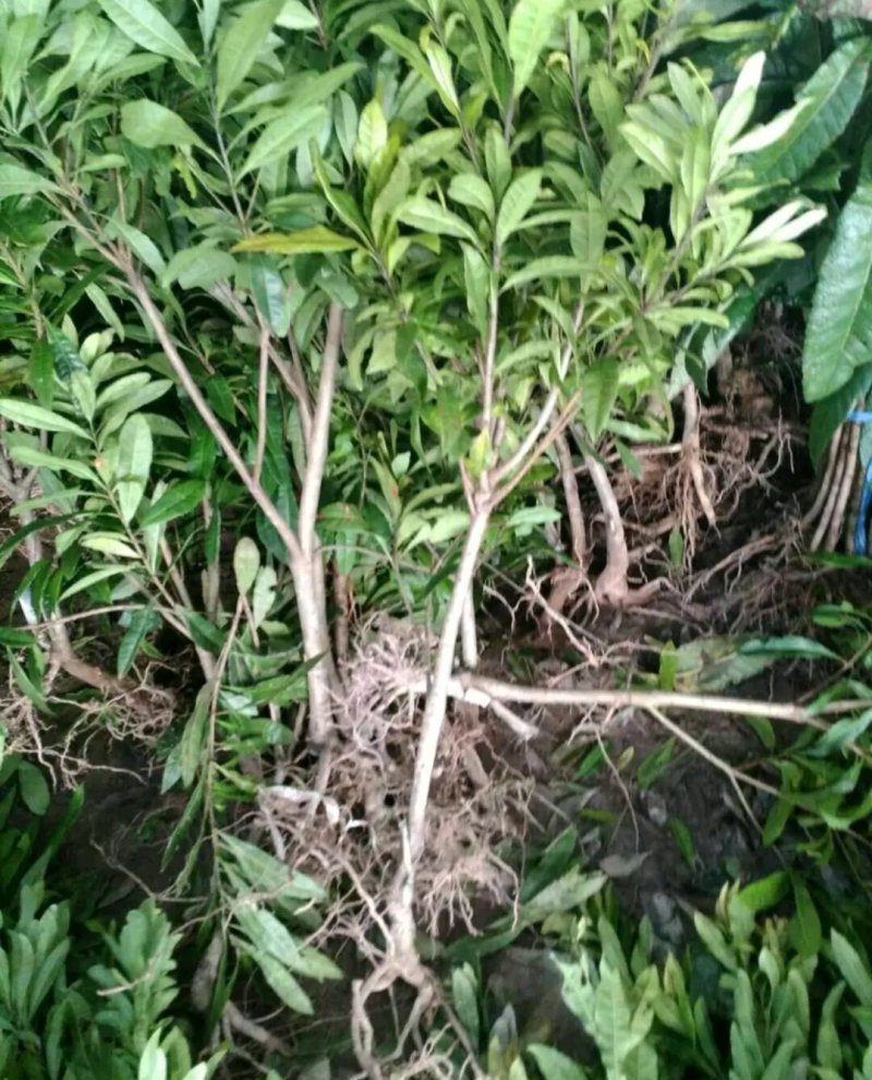 正宗东魁杨梅嫁接苗包正品《速生生长结果快》成活率高