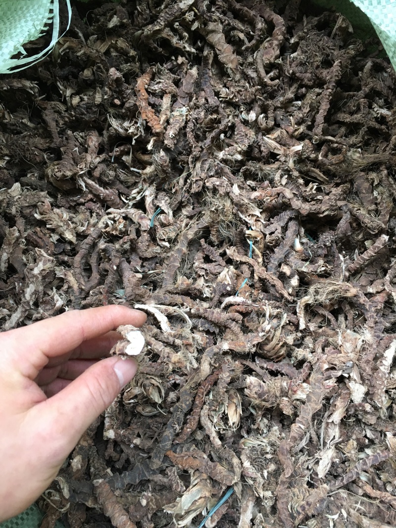 石菖蒲，干货野生药材