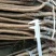 全新脱毒荷兰香蜜杏树苗包品种保质量欢迎实地选苗