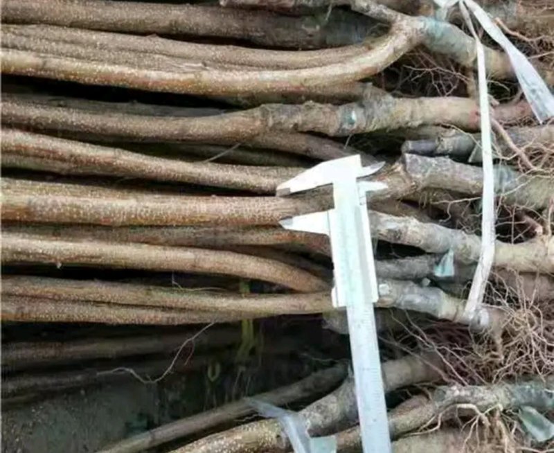 全新脱毒荷兰香蜜杏树苗包品种保质量欢迎实地选苗