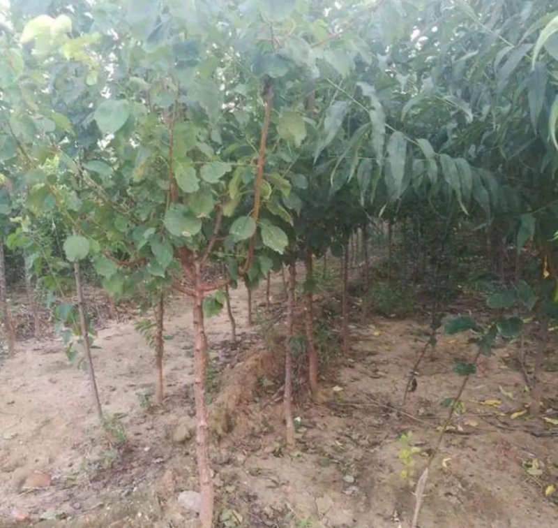 全新脱毒荷兰香蜜杏树苗包品种保质量欢迎实地选苗