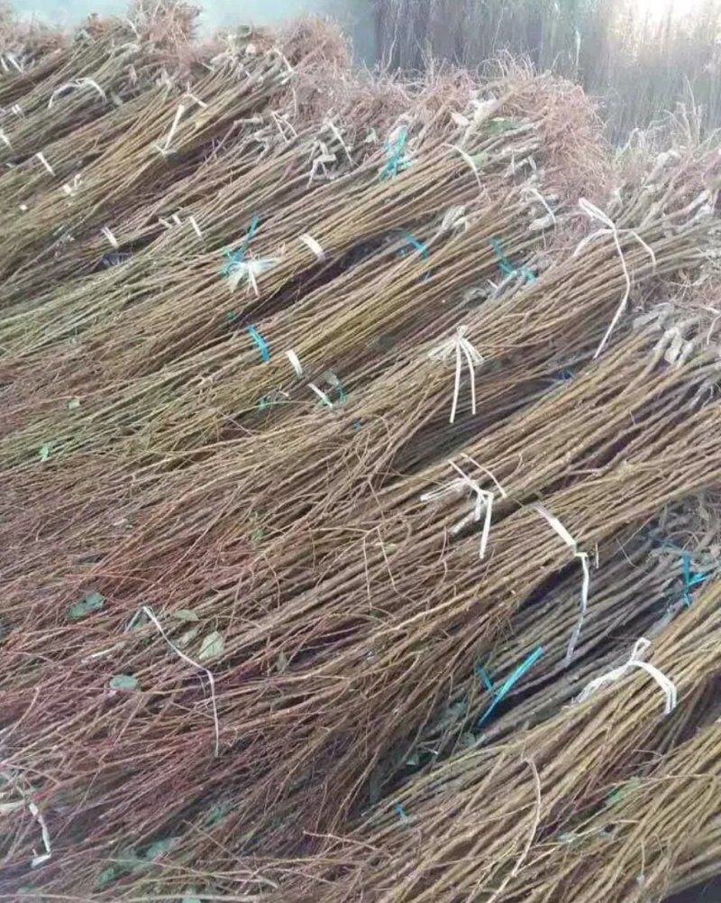 全新脱毒荷兰香蜜杏树苗包品种保质量欢迎实地选苗
