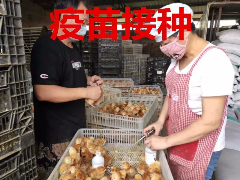 狮头鹅苗，质量保证，包疫苗包运输成活