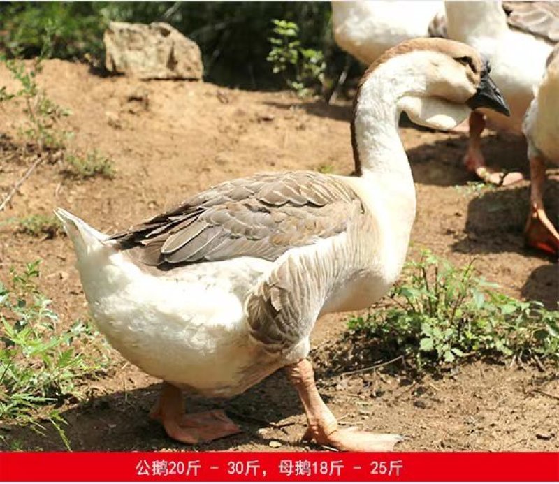 狮头鹅苗，质量保证，包疫苗包运输成活