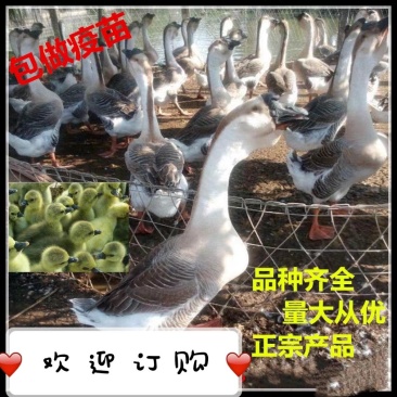 狮头鹅苗,质量保证,包疫苗包运输成活
