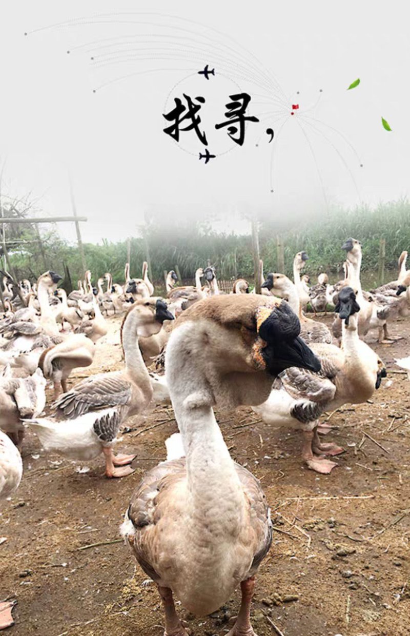 狮头鹅苗，质量保证，包疫苗包运输成活