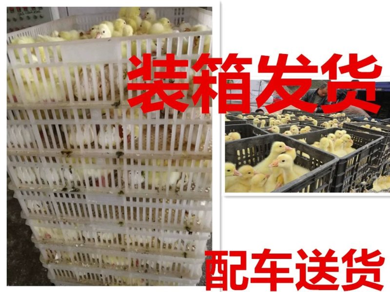 狮头鹅苗，质量保证，包疫苗包运输成活