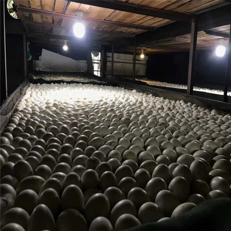 狮头鹅苗，质量保证，包疫苗包运输成活