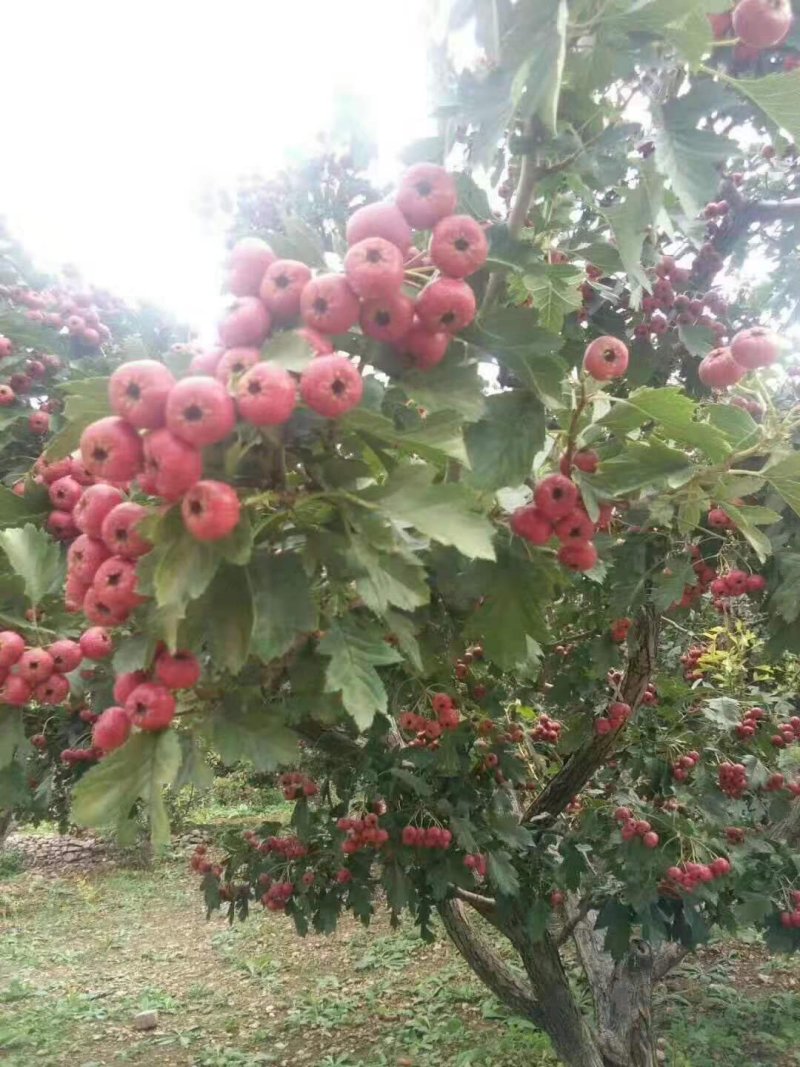 甜红子山楂优质口感好颜色好，个头好欢迎验货货源稳定