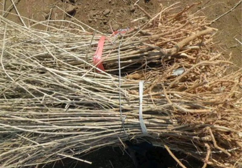 全新品种脱毒枸杞苗高产量欢迎实地选苗成活率高