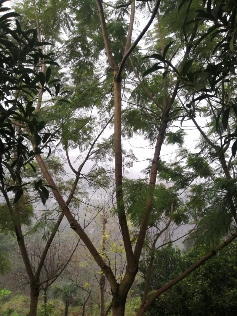 蓝花楹