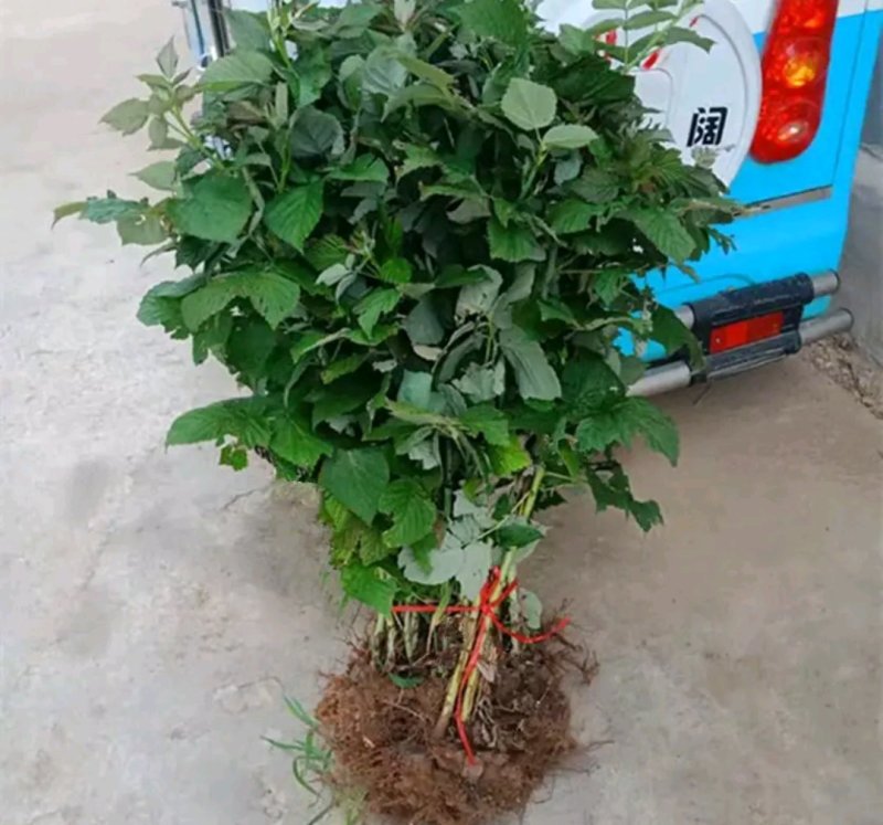 全新脱毒/黄/黑/红/树莓苗包正品包质量欢迎实地选苗包邮