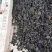 河南纯野生地皮菜野生菌类营养价值价值高品质好价格低