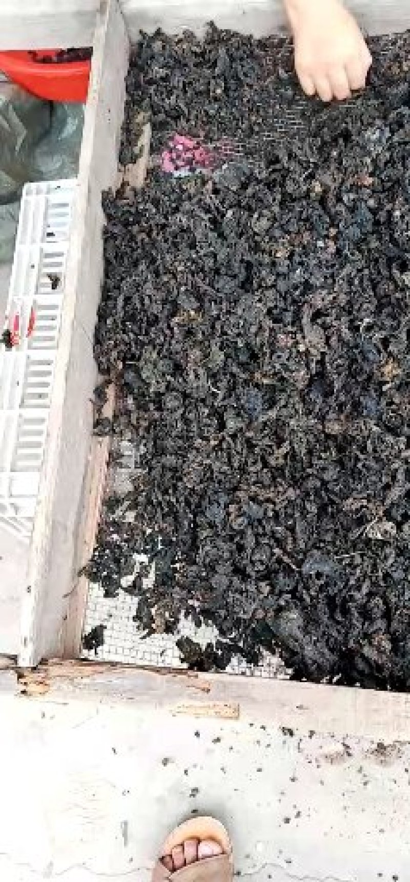 河南纯野生地皮菜野生菌类营养价值价值高品质好价格低