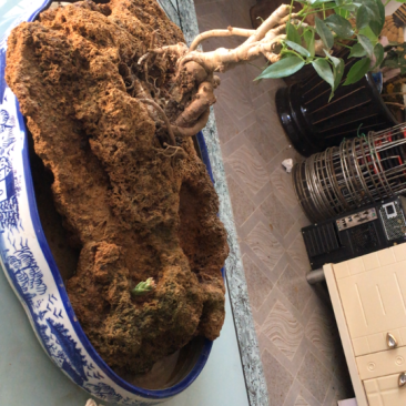 吸水石