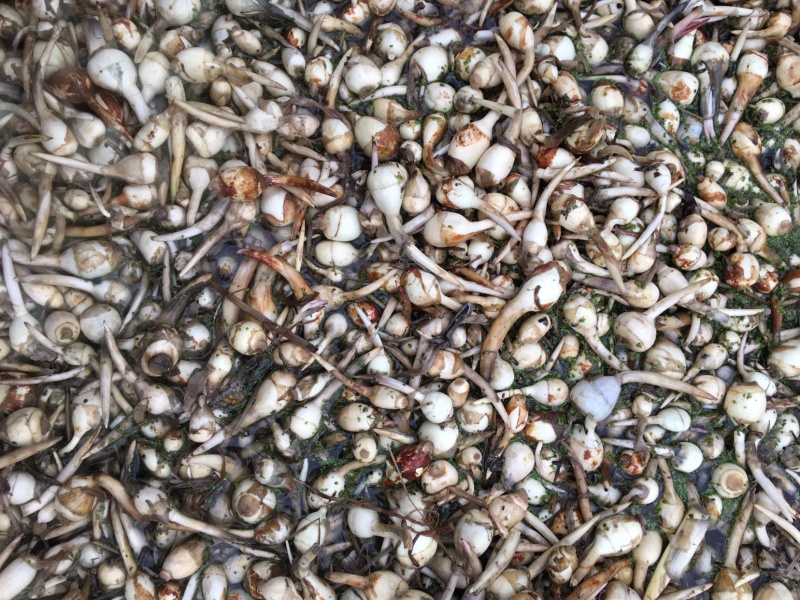 宝应白茨菇