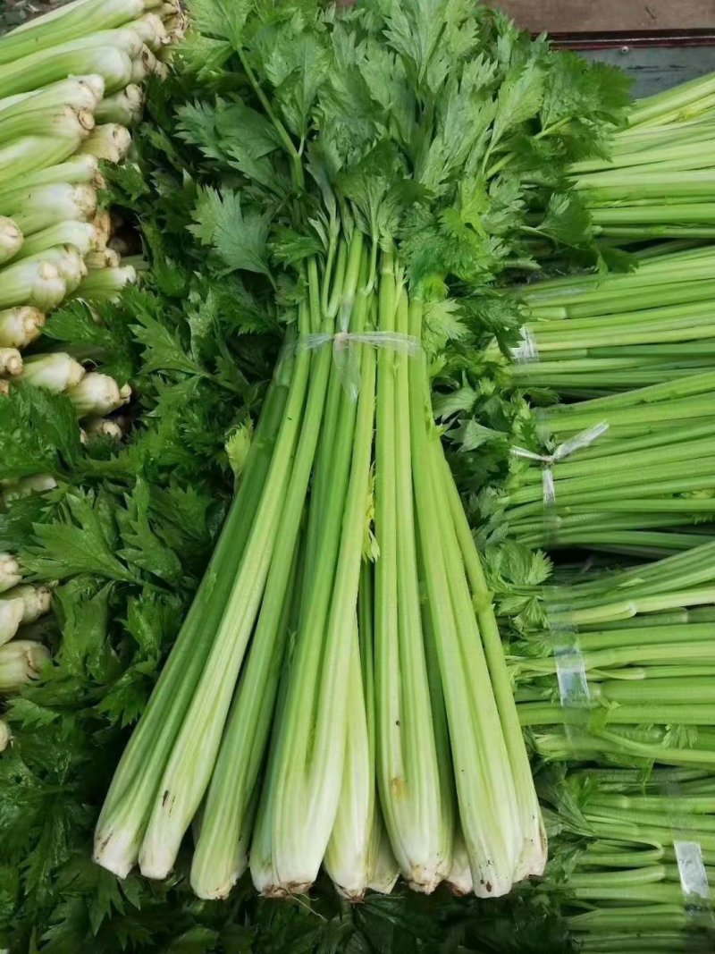 河南芹菜，精品大棚西芹，视频看货，线上保障交易。