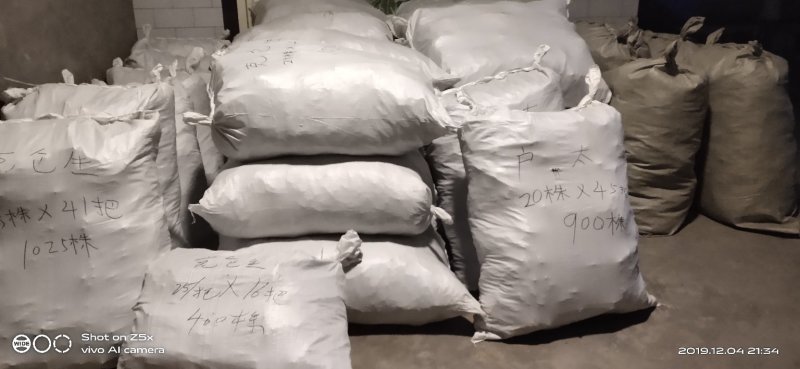 葡之梦葡萄苗保证纯度和质量保证成活率