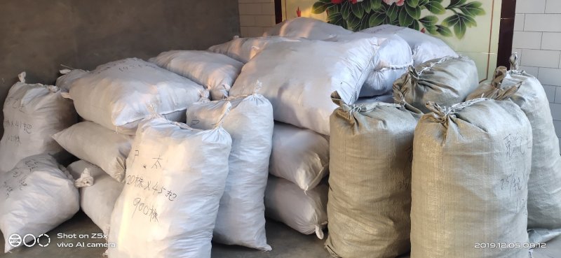 葡之梦葡萄苗保证纯度和质量保证成活率