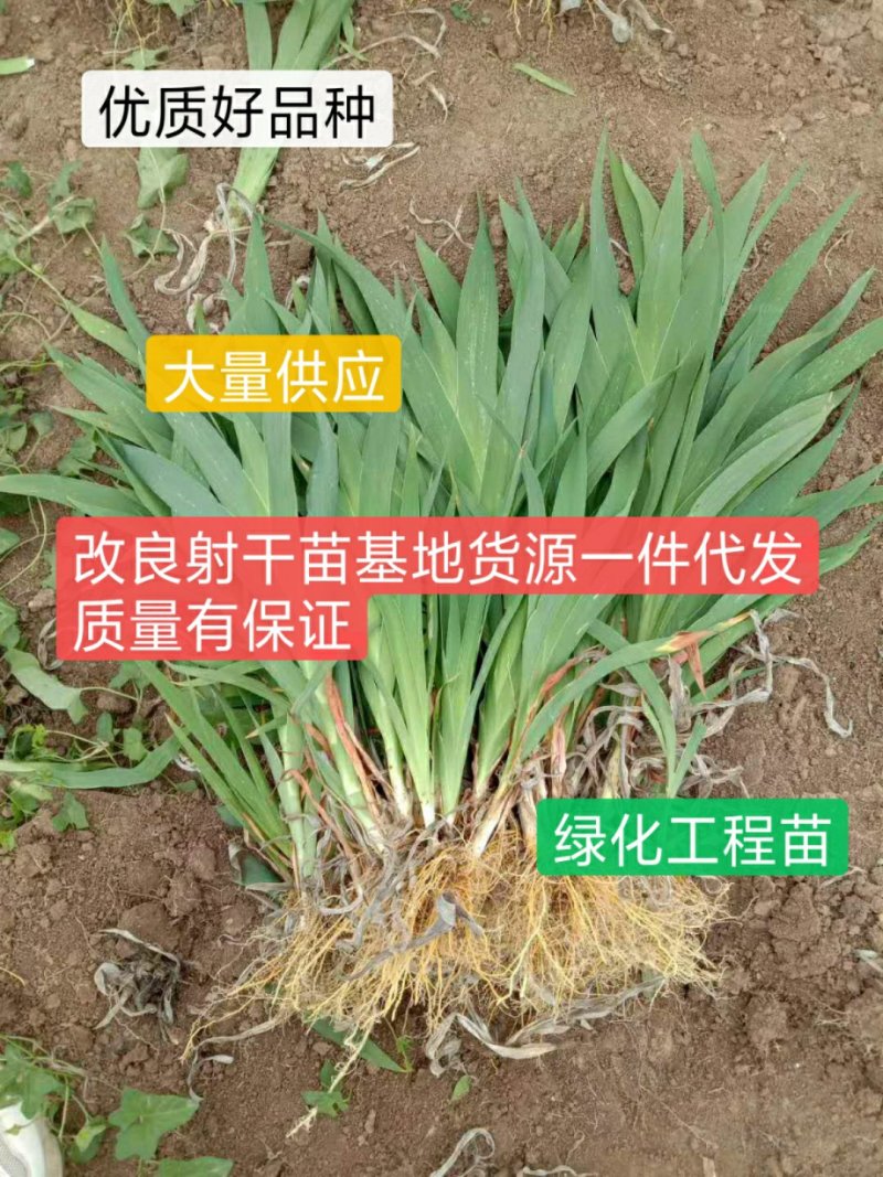 射干苗货量充足，资源丰厚，包成活保证质量签订回收合同
