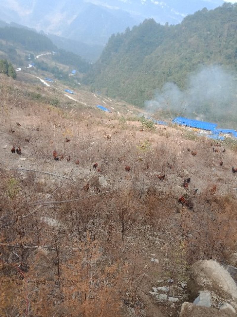 正宗原生态跑山鸡土鸡山鸡血毛士鸡