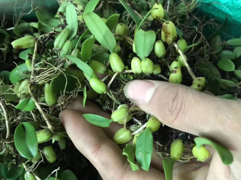 野生石橄榄单叶小果，鲜新度好单叶小果，包邮。