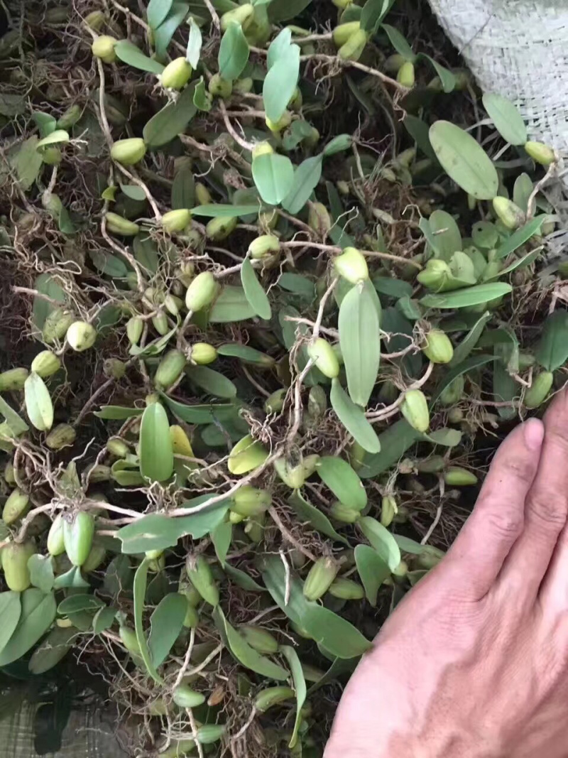 野生石橄榄单叶小果，鲜新度好单叶小果，包邮。