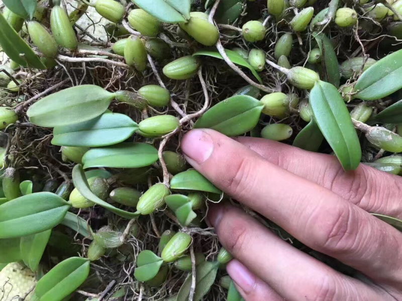野生石橄榄单叶小果，鲜新度好单叶小果，包邮。