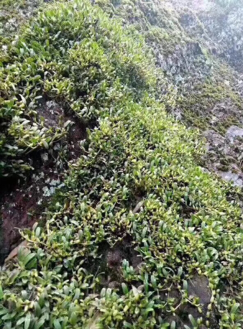 野生石橄榄单叶小果，鲜新度好单叶小果，包邮。