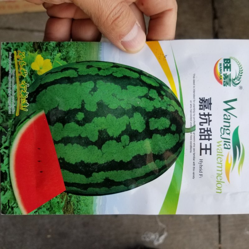 25克嘉抗甜王西瓜种牛商推荐量大从优