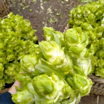 儿菜已经大量上市了哟