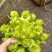 儿菜已经大量上市了哟