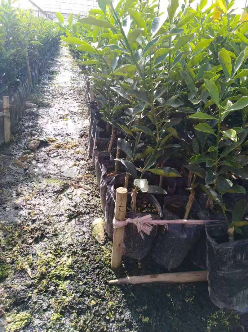 脆蜜金桔苗，广西融安地标产品