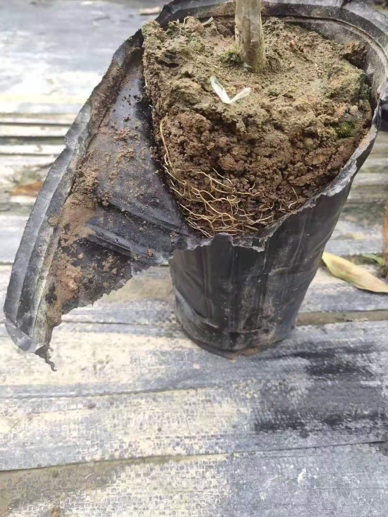 脆蜜金桔苗，广西融安地标产品