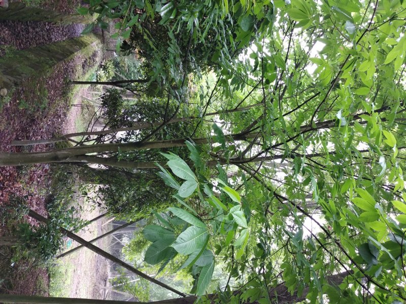七叶树，七叶树基地，四川七叶树价格，成都七叶树批发