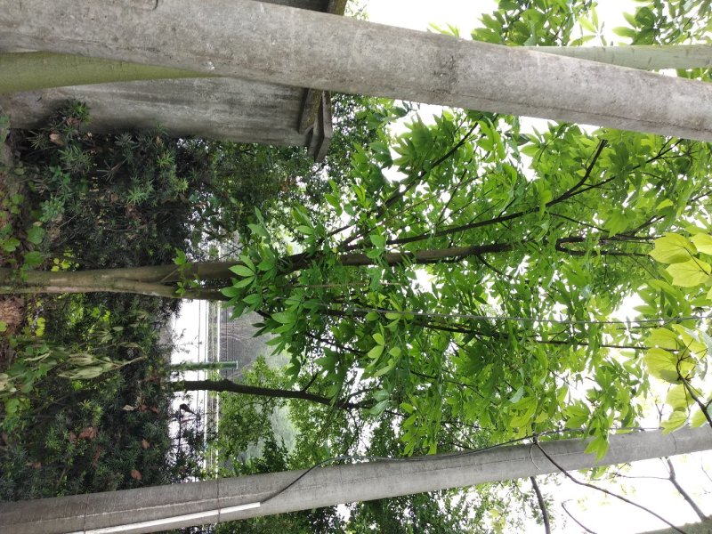 七叶树，七叶树基地，四川七叶树价格，成都七叶树批发