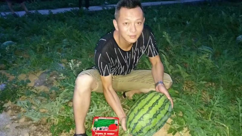 特大西瓜种子丰霸70中晚熟花皮椭圆形高产苗旺易座瓜原装
