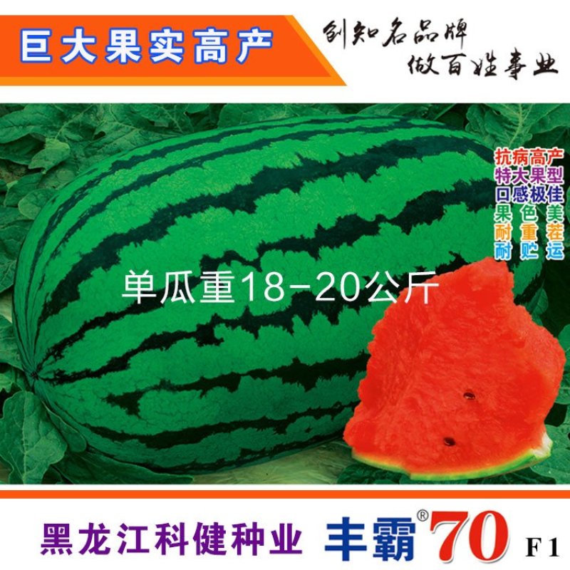 特大西瓜种子丰霸70中晚熟花皮椭圆形高产苗旺易座瓜原装