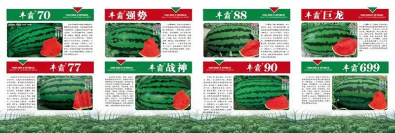 特大西瓜种子丰霸70中晚熟花皮椭圆形高产苗旺易座瓜原装