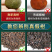 小青柑普洱茶熟茶新会小青柑500克包邮