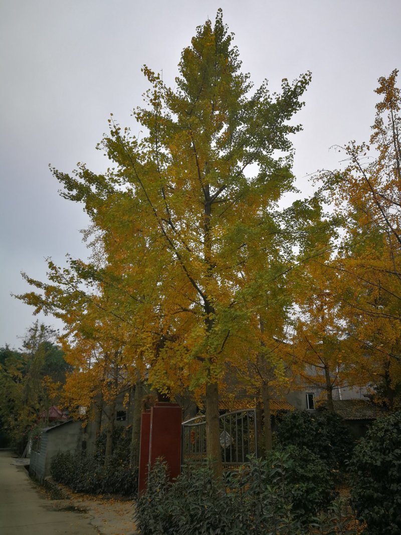 银杏树，白果，公孙树，银杏基地，四川银杏价格成都银杏批发