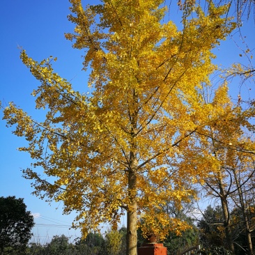 银杏树,白果,公孙树,银杏基地,四川银杏价格成都银杏批发