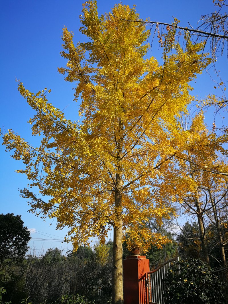 银杏树，白果，公孙树，银杏基地，四川银杏价格成都银杏批发
