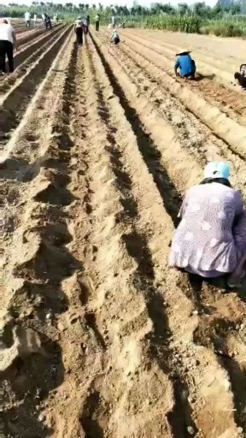 牡丹苗优质牡丹苗苗油用牡丹基地直发品质保证