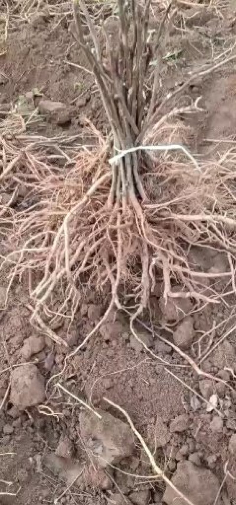 牡丹苗优质牡丹苗苗油用牡丹基地直发品质保证